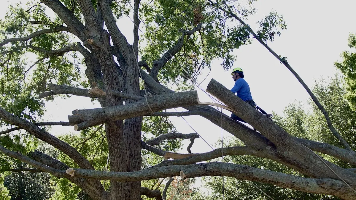 Professional Crown Thinning performed by certified arborists in Apex
